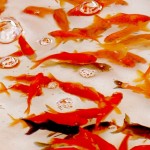 金魚すくいの金魚は病気になりやすい？金魚の種類や飼い方と寿命