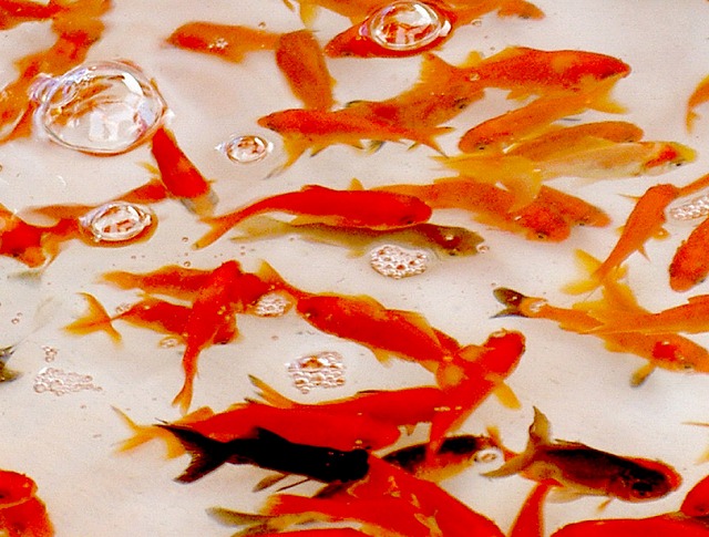 金魚すくいの金魚は病気になりやすい 金魚の種類や飼い方と寿命 E 情報 Com