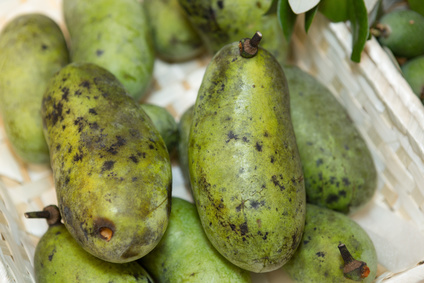 ポポーって何 どんな効果があるの 食べ方や料理法について E 情報 Com