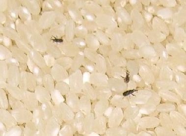 お米の虫はどこからくるの 虫が湧いた米は食べられる 虫対策も E 情報 Com